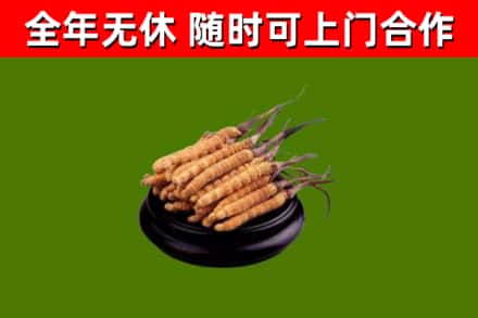 镇沅县烟酒回收冬虫夏草.jpg